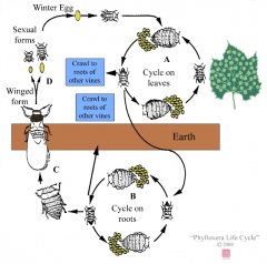 - the insect has both below ground and aerial portions to its life-cycle
- rarely see the above ground type 
- below ground insect can kill grapevines