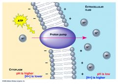 an active transport protein in a cell membrane that uses ATP to transport hydrogen ions out of a cell against their concentration gradient, generating a membrane potential in the process.