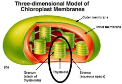 a flattened membranous sac inside the chloroplast. Thylakoids exist in an interconnected system in the chloroplast and contain the molecular "machinery" used to convert light energy to chemical energy.
