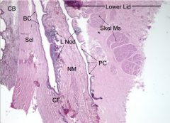 nictitating membrane and nictitating membrane lymphoid nodules