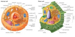 a type of cell with a membrane-enclosed nucleus and membrane-enclosed organelles. Organisms with eukaryotic cells are called eukaryotes. Protists, Plants, Fungi, Animals.
