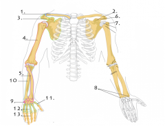 What bone structure(s) does 8 refer to?