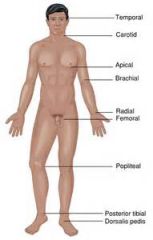 Temporal   
Carotid      
Apical  
Brachial  
Radial   
Femoral  
Popliteal  
Posterior tibial  
Dorsalis pedis