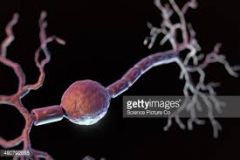one main dendrite, one axon found in eye, ear and olfactory areas of brain