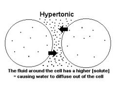 referring to a solution that, when surround a cell, will cause the cell to lose water.
