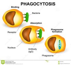 a type of endocytosis in which large particulate substances are taken up by a cell. It is carried out by some protists and by certain immune cells of animals.