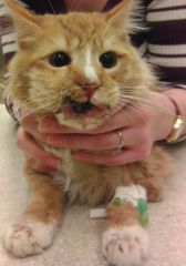A kitten presents to the emergency service for burns in the mouth after biting into an electrical cord. Aside from the oral burns, what organ system would you most be concerned about?