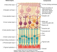 1. Inner limiting membrane (basement elaborated by Muller cells)
2. Nerve fiber layer (axons of the ganglion cell nuclei)
3. Ganglion cell layer (nuclei of the ganglion cell, axons become the optic nerve)
4. Inner plexiform layer (synapse between ...