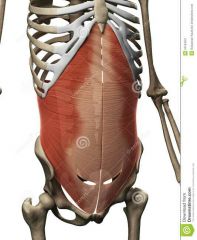 Gross anatomy of muscular system Flashcards - Cram.com