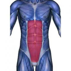 Gross anatomy of muscular system Flashcards - Cram.com