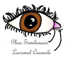 the plica semiluminaris (the deeper of the two) and the caruncle (contains sweat and oil glands and sometimes hair)