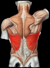 Gross anatomy of muscular system Flashcards - Cram.com