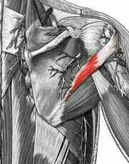 Gross anatomy of muscular system Flashcards - Cram.com