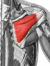 Gross anatomy of muscular system Flashcards - Cram.com