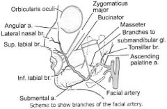 angular, lateral nasal, superior labial, inferior labial