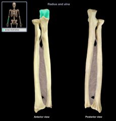 What bone structure is highlighted? What is its purpose?