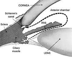 enters posterior chamber in front of the lens, flows through the pupil into the anterior chamber where it comes into contact with and filters through the trabecular meshwork to the canal of Schlemm, then empties into the aqueous veins of Ascher in...