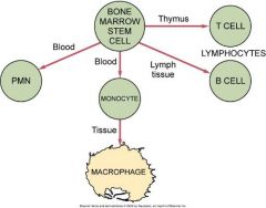 B-Cell lymphocyte
T-Cell lymphocyte
Natural Killer Cell