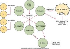 T-helper cell
T-suppressor cell
T-cytotoxic cell
T-memory cell