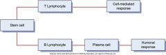Humoral Immunity
Cell-Mediated Immunity