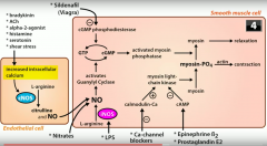 it causes vasodilation by activating guanylyl cyclase --> GTP converted to cGMP --> activates myosin phosphatase which dephosphorylates myosin and induces relaxation of smooth muscle cells