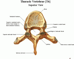 Medium sized, heart shaped; have facets for ribs
vertebral foramen- round
spinous process- long, sharp; projects sharply inferiorly
transverse processes- have facets for ribs