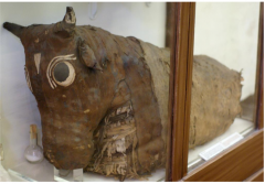 What does the apis bull mummified show?