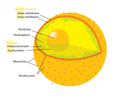 Her viser nukleus med nukleolus inden i. Billedet
viser dobbeltmembranen, hvor der nogle steder er dannet porer som følge af
sammensmeltning af dobbeltmembranen.
