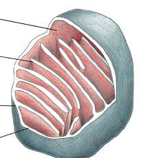 Den oxidative fosforylering finder sted i mitochondrien.


 


Det intermembranelle rum er det hvide områder, som ligger mellem den indre (røde) og den ydre (blå) membran.


 


Aquaporiner er huller i den ydre mitochondriemembran, so...