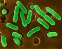 Bacteria in human intestines.
