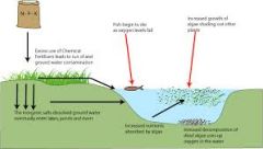 A process where water bodies receive excess nutrients, that stimulate excessive plant growth. 
