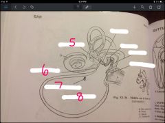 Name the parts of the middle ear 5-8