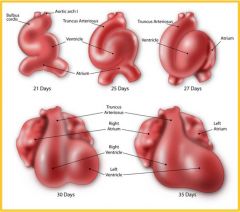 22-24 days- heart loops
26 days- septation begins