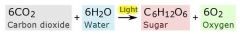 Process by which light is converted into chemical energy (glucose) which is stored (cellulose or starch) or used (ATP).