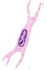 - Større end fibrocyter


- Eukromatin i kernen 


- Aflang og spindel formet 


- De ligger tæt på kollagene fibre, der sammen med elastin danner bindevævets fibre


- Cytoplasmaet er mere basiofilt end fibrocyternes 
