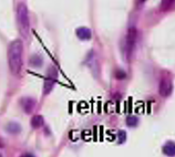 - Producerer retikulære fibre 


- Tyndere og kan strække sig mindre end kollagene fibre. 


- Stjerneformede med kugleformet kerne 


- Basiofilt cytoplasma 