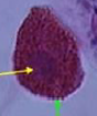 - Findes i specialiseret bindevæv


- Finde i løst bindevæv omkring nerveender og kapilærer 


- Stor, rund, centralt placeret kerne


- Udskiller basiofile granulat i cytoplasma


- Kan ødelægge nærliggende celler. 


 