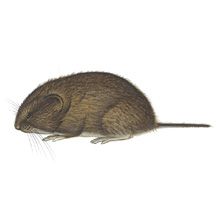 California Mammals Flashcards - Cram.com