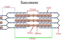 Composed of thin (actin) and thick (myosin) filaments.
i. A band: entire thick filaments, including overlap with thin filaments
ii. Z bands: the ends of the sarcomere. From one Z band to the next defines the length of the sarcomere.
iii. M band: m...