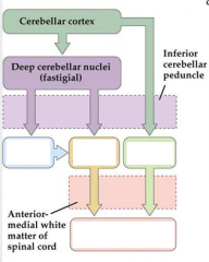 Output of the cerebellum. 

Complete the following elements (4 elements).