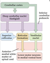 Vestibular nuclei are the only nuclei that receive input directly from the CC via ICP.  