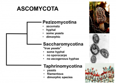 Common characteristics include regularly septate hyphae, a dikaryiotic stage in the life cycle, and sporocarps

Three subphyla include the Pezizomycotina, the Saccharomycotina, and the Taphrinomycotina