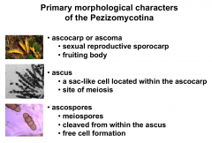 Ascocarp - Fruiting body - Sexual reproductive sporocarp

Ascus - site of meiosis 

Ascospores - meiospores - cleaved from within the ascus