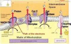 - In mitochondria 
- NADH and FADH2
 from CAC and Glycolysis travel 
along membrane donating electrons (ie, oxidized)
*Electrons can be 
separated from Hydrogen 
ions so think of its as e- 
and H+