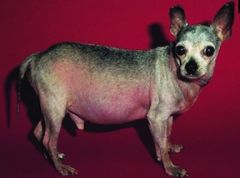 A chihuahua is diagnosed with pituitary-dependent hyperadrenocorticism. Which of the following medications may be used for treating Cushing's disease in this patient?