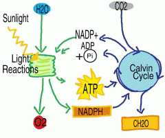 1. the products of the light reactions are used in the Calvin cycle.
2. image