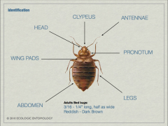 -Antennae has 4 segments each
-Reddish, brown segmented body 
-wingless! 
-(female contains eggs in abdomen-very 
obvious under microscope) 
-traumatic insemination 