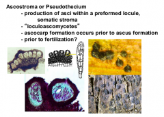 Production of asci within a PREFORMED locule

Ascocarp formation occurs prior to ascus formation

Before molecular technique everything that contained a psuedothecium was classified as 'loculoascomycetes'

One of the four main ascomatal types