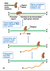 RNA polymerase sits down on sigma factor and that helps it direct to the right spot

Can get transcription of RNA and then end up with mRNA transcript 