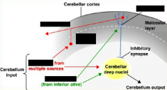General connectivity of the cerebellum. Complete (5 elements)